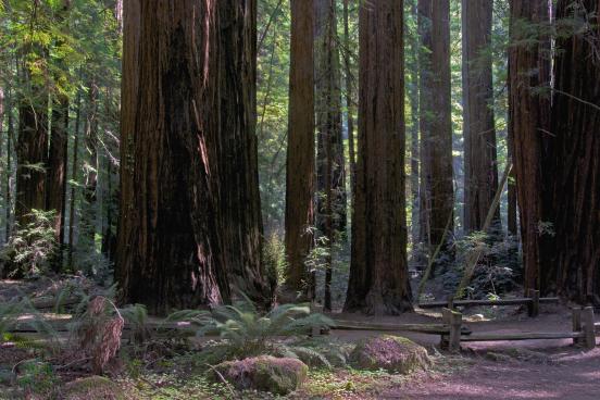 Grove of Redwood trees