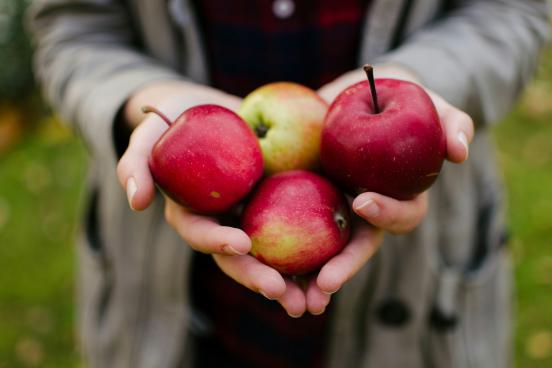 Person holding apples in a field