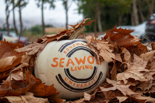 SL Logo on Pumpkin