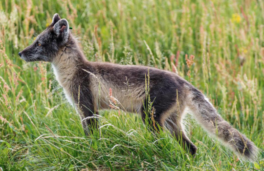 fox