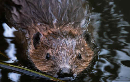 beaver
