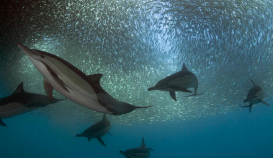 dolphin