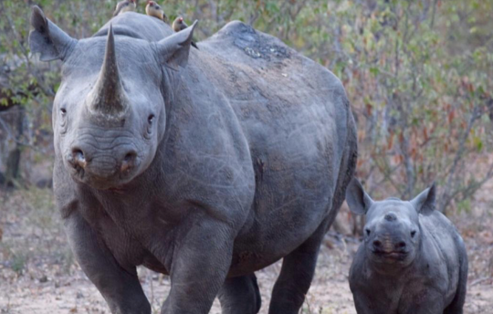 rhino