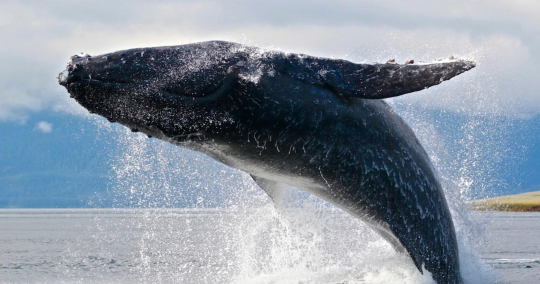 whale