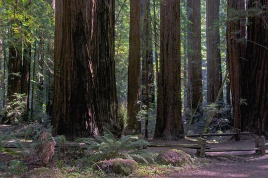 Grove of Redwood trees