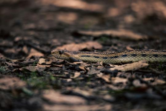 View of a snake in the woods