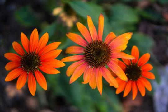 Close up shot of flowers