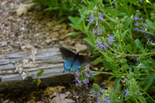 Butterfly on a bush