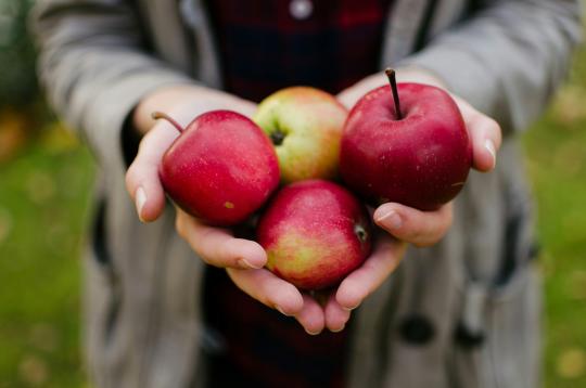 Person holding apples in a field