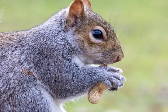 squirrel