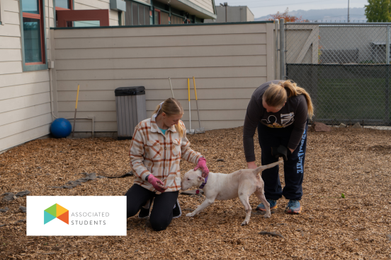 students helping at the dog shelter