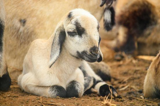Baby goat