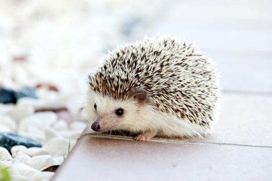 safari hedgehog