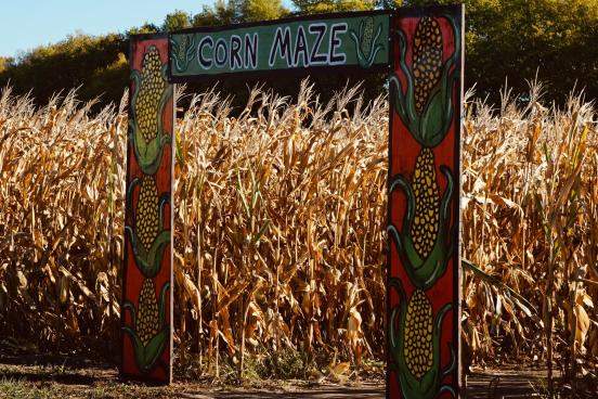 corn maze