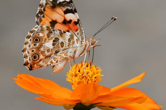 Butterfly on a flower