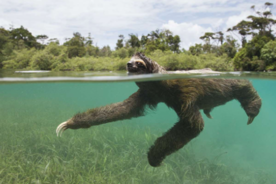 sloth swimming