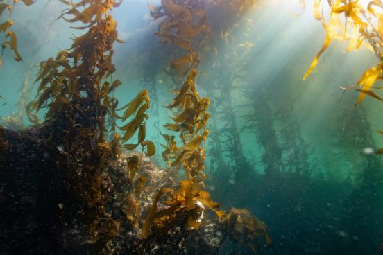 kelp forest