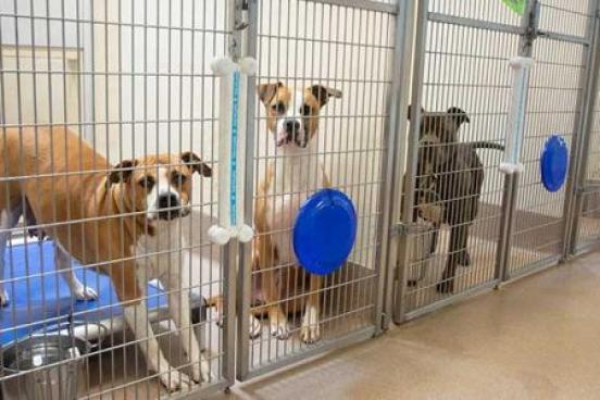 Rohnert Park Animal Shelter