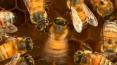 bees