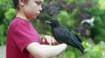crow