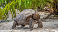 jonathon the tortoise