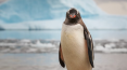 norway penguin