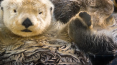 otters