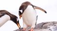penguins
