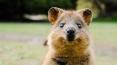 quokka