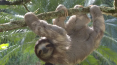 sloth