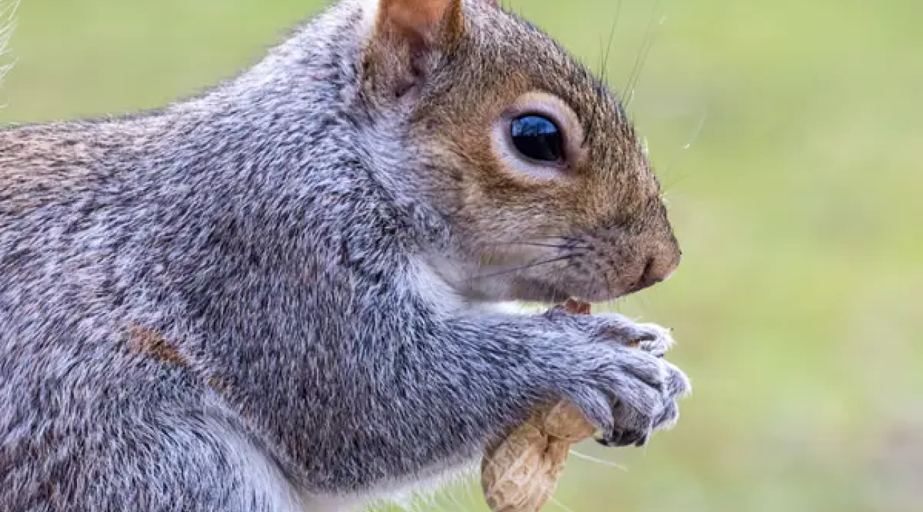 squirrel