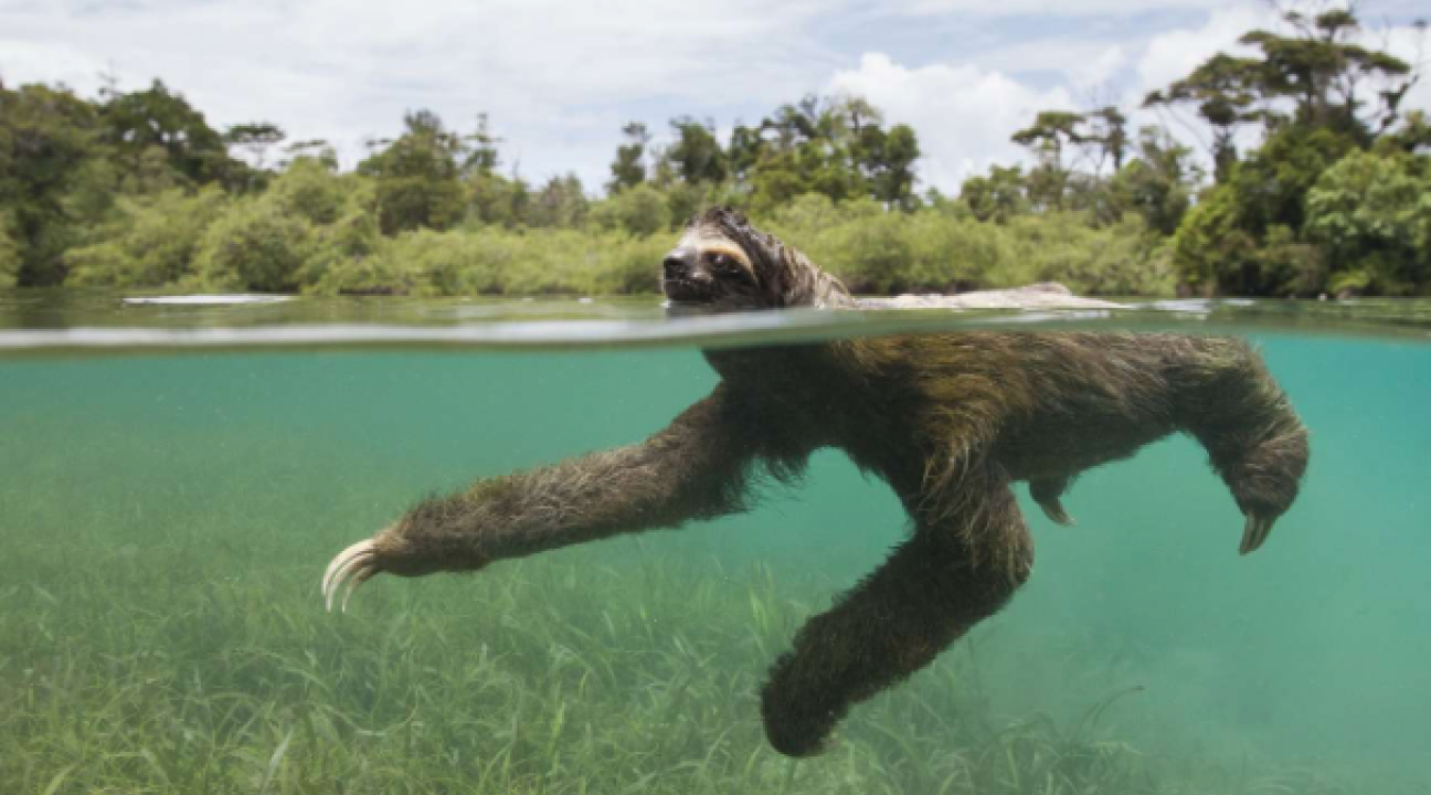 sloth swimming