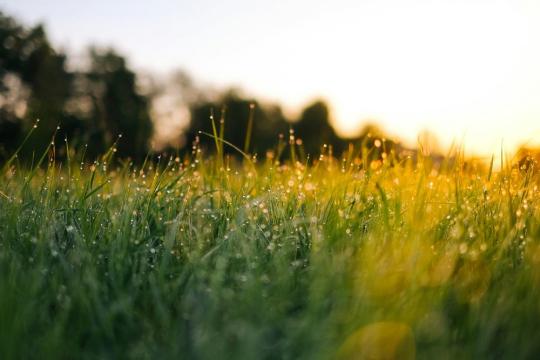 Morning grass at college campus