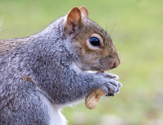squirrel