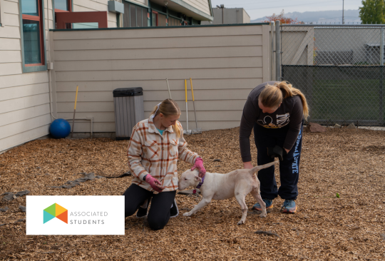 students helping at the dog shelter