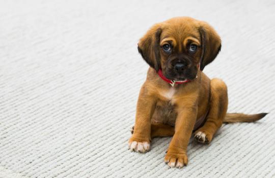 Puppy