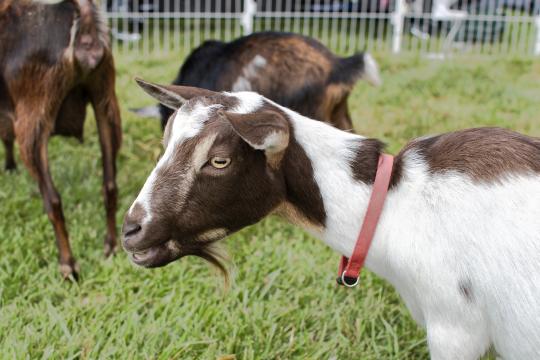 Goat in petting zoo