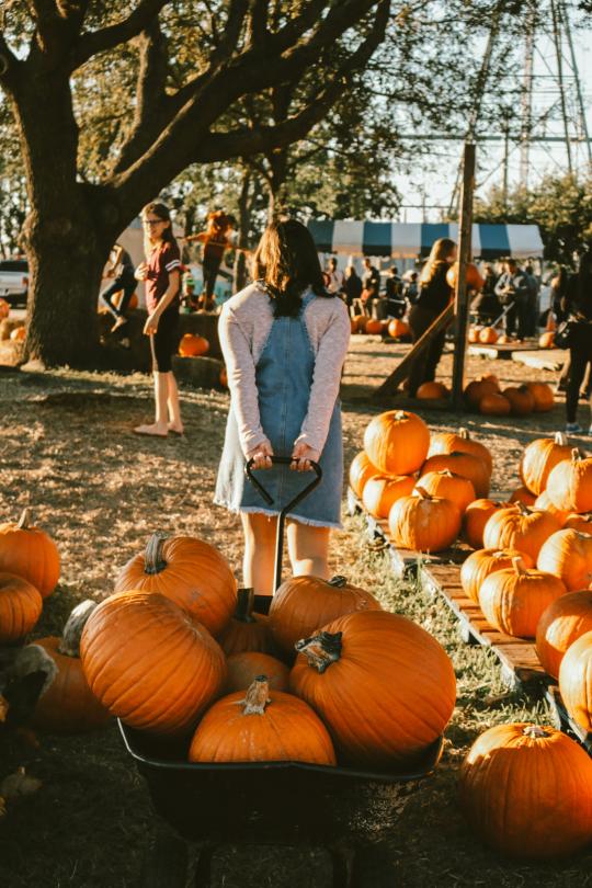 pumpkin patch