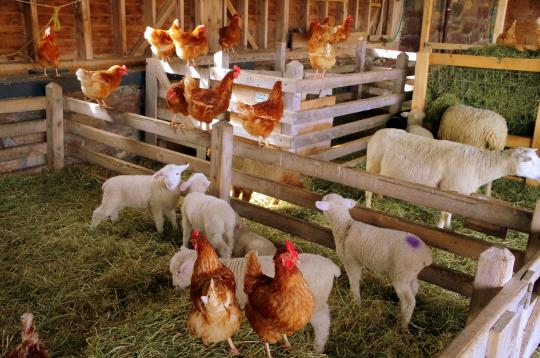 Petting Zoo