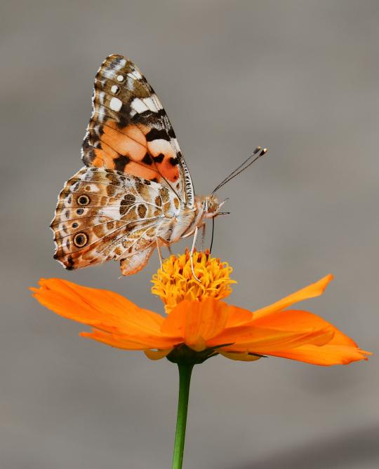 Butterfly on a flower