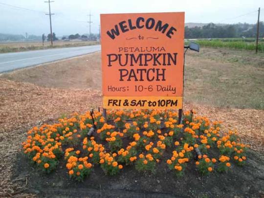 Petaluma pumpkin patch
