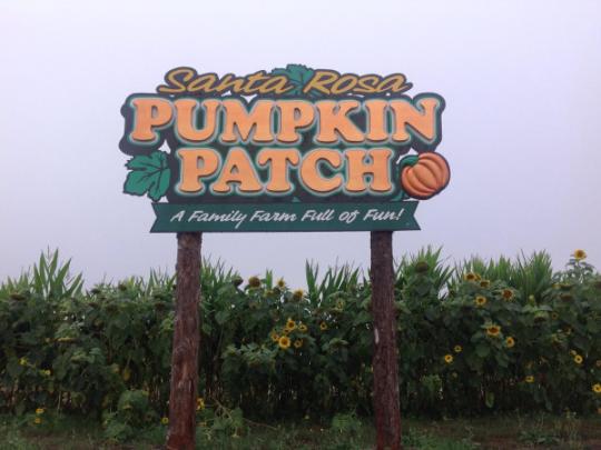 Santa Rosa pumpkin patch