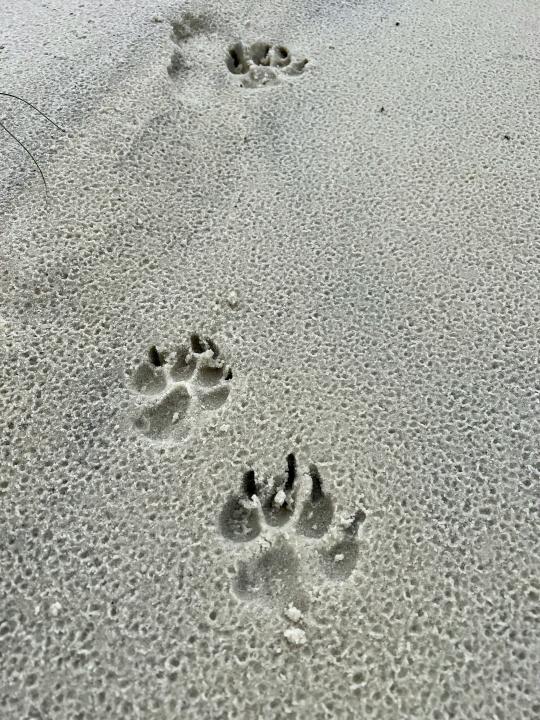 animal paw prints