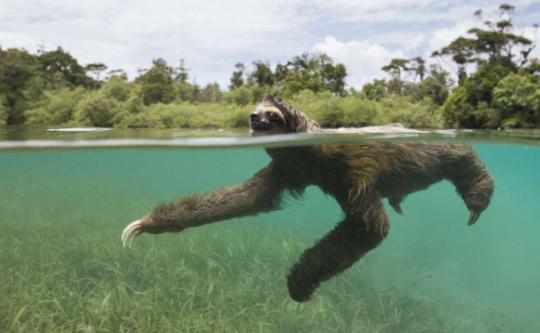 sloth swimming
