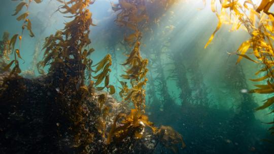 kelp forest